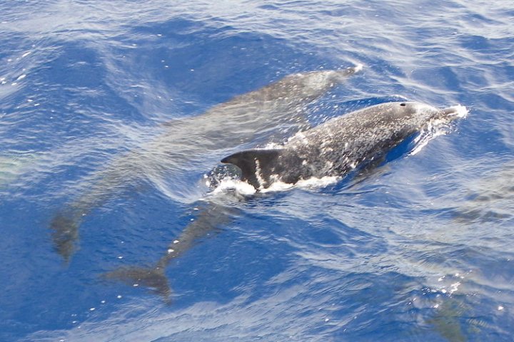 dolphins swimming in morehead city