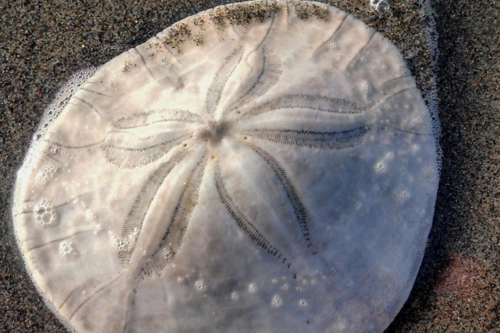 sand dollar