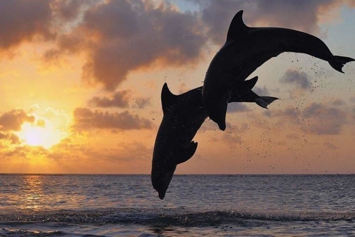 dolphins jumping at sunset